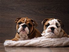 Gezonde Engelse Bulldog-puppy's voor adoptie