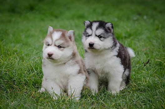 Siberische Husky-puppy's van zuiver ras nu beschikbaar voor adoptie - 0