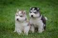 Siberische Husky-puppy's van zuiver ras nu beschikbaar voor adoptie - 0 - Thumbnail