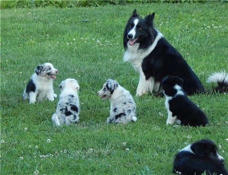 Border Collie puppies beschikbaar voor verkoop - 0