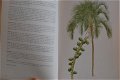 Key Guide to Australian Palms, Ferns and Allies - 1 - Thumbnail