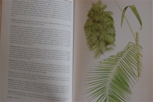 Key Guide to Australian Palms, Ferns and Allies - 2