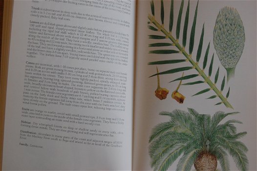 Key Guide to Australian Palms, Ferns and Allies - 3