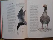 Bedreigde en kwetsbare vogels in Nederland. De rode lijst - 1 - Thumbnail