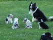 Border Collie puppies beschikbaar voor verkoop - 0 - Thumbnail