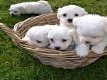 PRINSES, GEREGISTREERD MINIATUUR BICHON MALTESE PUPPIES, KLAAR. - 0 - Thumbnail