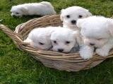 PRINSES, GEREGISTREERD MINIATUUR BICHON MALTESE PUPPIES, KLAAR.