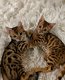 Bengaalse kittens voor gratis adoptie - 0 - Thumbnail