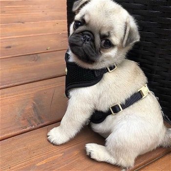 Free puppypug - 2