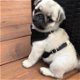 Free puppypug - 2 - Thumbnail