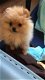 Pomeriaan pomeranian puppy mini reutje - 0 - Thumbnail