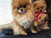 Pomeriaan pomeranian puppy mini reutje - 2 - Thumbnail