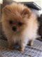 Pomeriaan pomeranian puppy mini reutje - 3 - Thumbnail