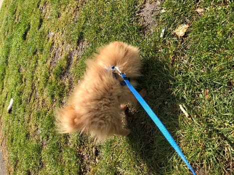 Pomeriaan pomeranian puppy mini reutje - 4