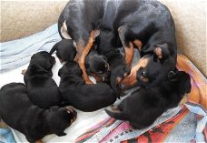 Supermooie jack russel pups