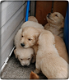 Golden Retriever pups te koop - 0 - Thumbnail