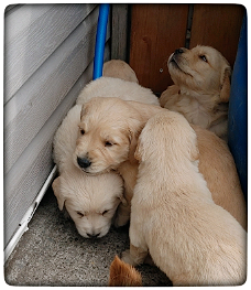 Golden Retriever pups te koop