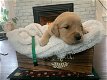 Golden Retriever pups te koop - 1 - Thumbnail