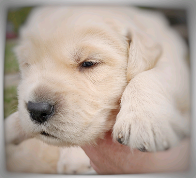 Golden Retriever pups te koop - 2