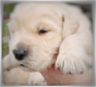 Golden Retriever pups te koop - 2 - Thumbnail