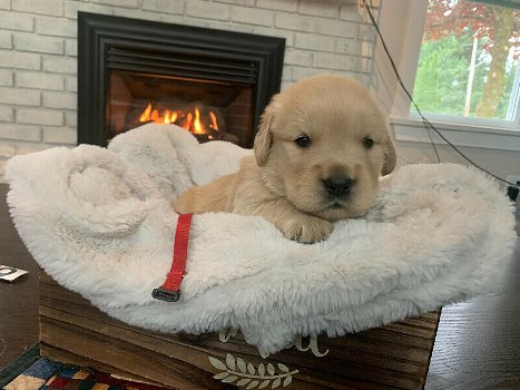 Golden Retriever pups te koop - 3