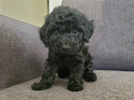 Prachtig nest koningspoedel pups - 3