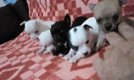 Zeer klein schattig chihuahua puppy - 2 - Thumbnail