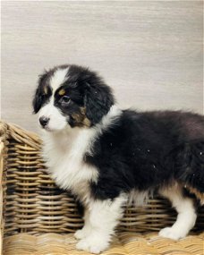 Mini Australian Shepherd!