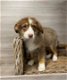 Mini Australian Shepherd! - 1 - Thumbnail