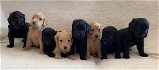 Prachtige labradoodle pups - 0 - Thumbnail