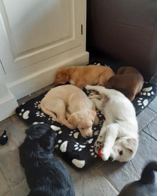 bijzondere kruising labrador x labradoodle F4