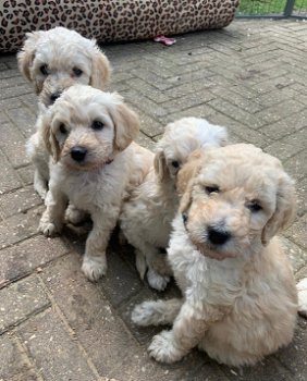 Prachtige medium Labradoodle pups - 0