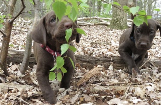 Lieve pups kruising Duitse staande x Dobermann - 0