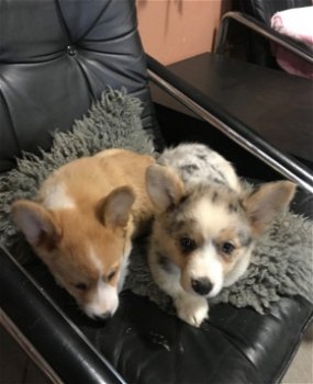 Zeer mooie raszuivere welsh corgi pembroke reutjes te koop. - 0