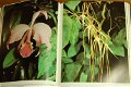 Orchideeën en andere exotische planten - 1 - Thumbnail