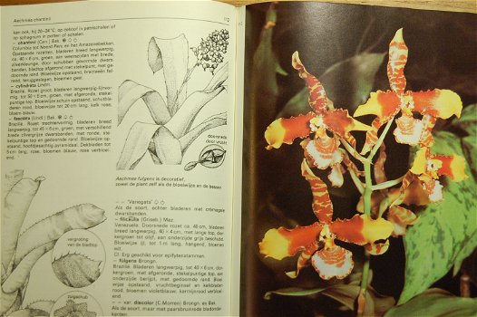 Orchideeën en andere exotische planten - 2