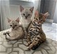 Sneeuw & Bruine Bengaalse Kittens - 0 - Thumbnail
