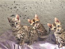 Stamboom Bengaalse kittens nu klaar met papieren