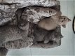 Effen blauwgrijze Britse korthaar kittens - 0 - Thumbnail