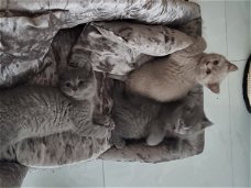 Effen blauwgrijze Britse korthaar kittens
