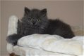 Gccf geregistreerde Britse langhaar kittens - 0 - Thumbnail