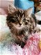 Verbluffende Siberische kittens - 0 - Thumbnail