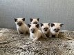 Leuke Siamese kittens beschikbaar voor een nieuw huis. - 0 - Thumbnail