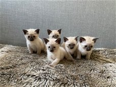 Leuke Siamese kittens beschikbaar voor een nieuw huis.
