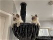 Geweldige uitstekende Ragdoll-kittens - 0 - Thumbnail