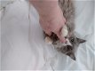 Authentieke Ragamuffin-kittens - 0 - Thumbnail