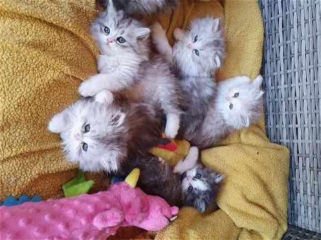 Mooie Perzische kittens - 0