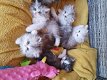 Mooie Perzische kittens - 0 - Thumbnail