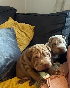 Twee Kc geregistreerde Sharpei-puppy's.