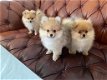 4 stamboom Pommeren puppy's - 0 - Thumbnail